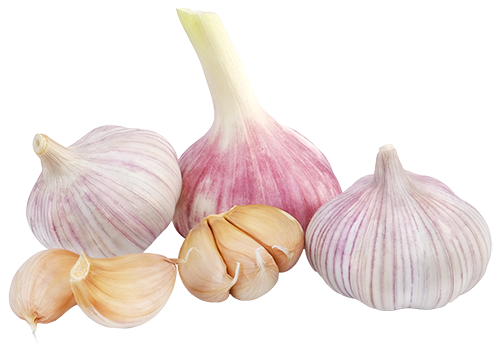Garlic Transparent Images