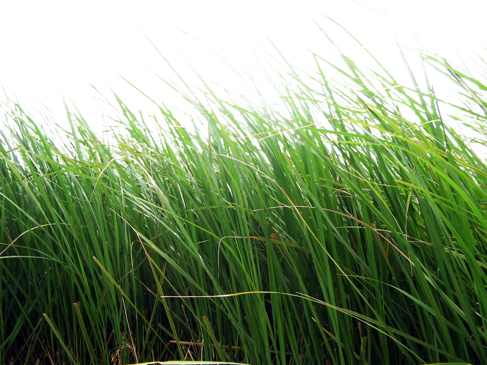 Grass PNG HD Quality