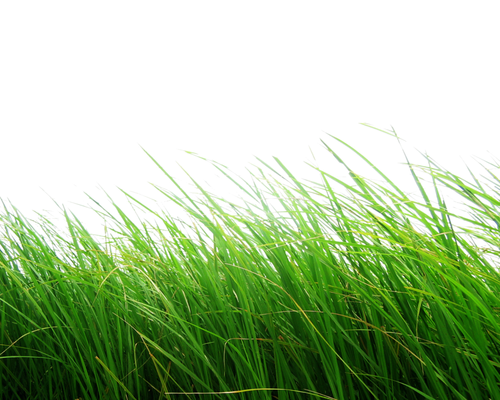 Grass PNG Photo Image