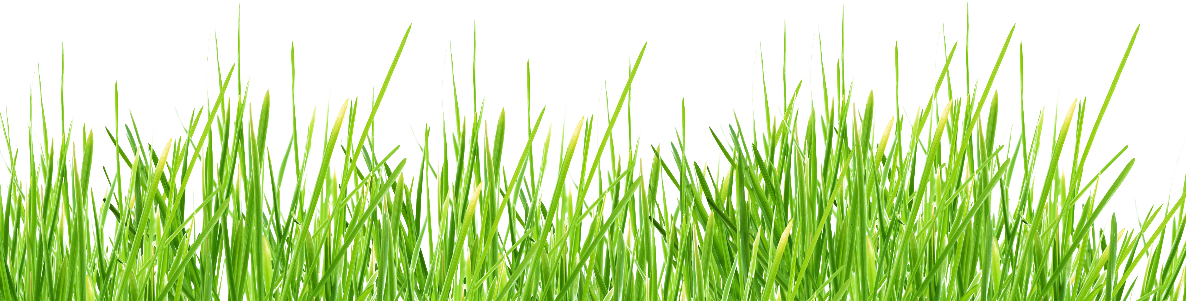 Grass Transparent Background