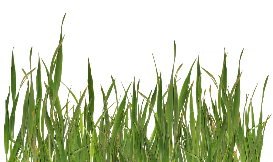 Grass Transparent Free PNG