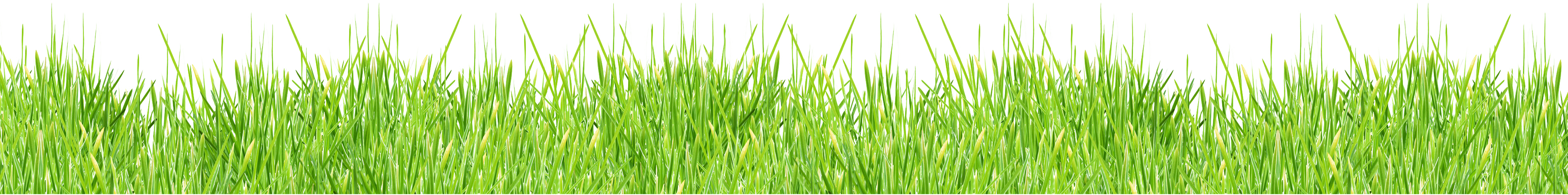 Grass Transparent PNG