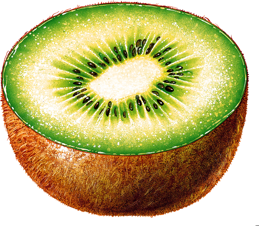 Kiwi PNG Clipart Background