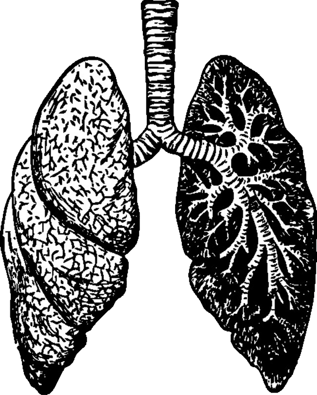 Lungs Background PNG Image