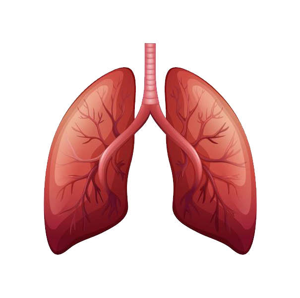 Lungs Background PNG