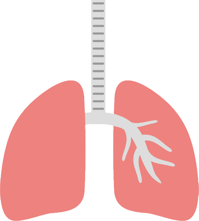 Lungs Free PNG