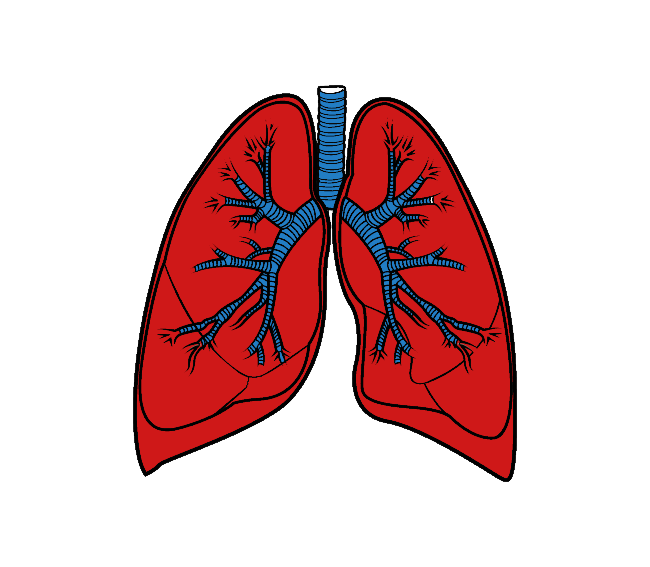 Lungs No Background