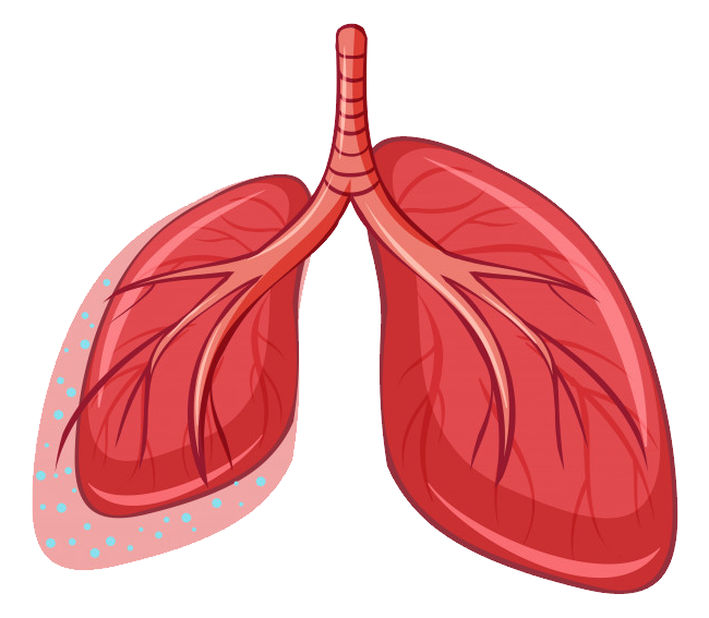 Lungs PNG Background