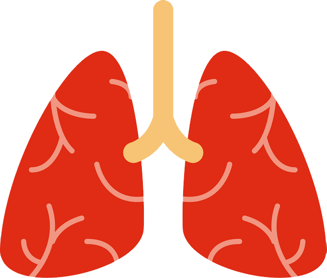 Lungs PNG Clipart Background