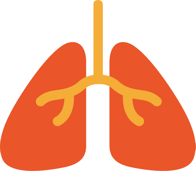 Lungs PNG Free File Download