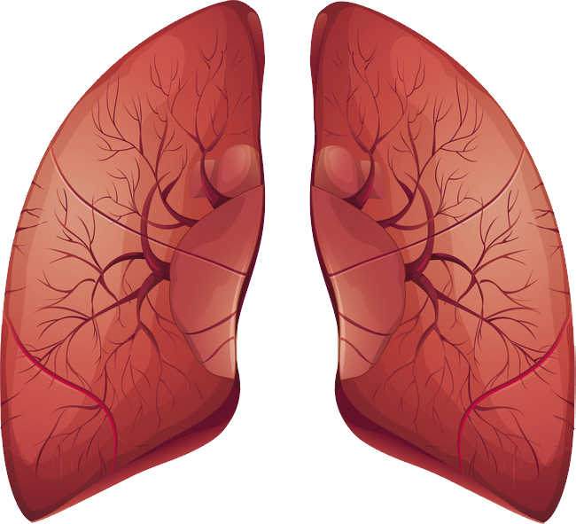 Lungs PNG HD Quality