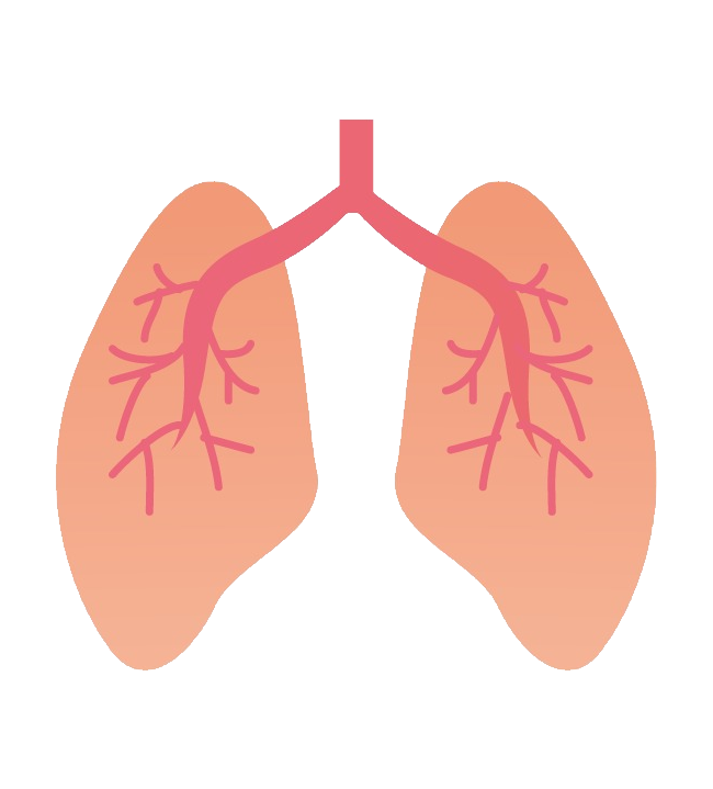 Lungs PNG Images HD