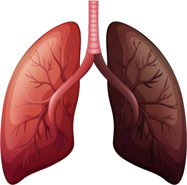 Lungs PNG Pic Background