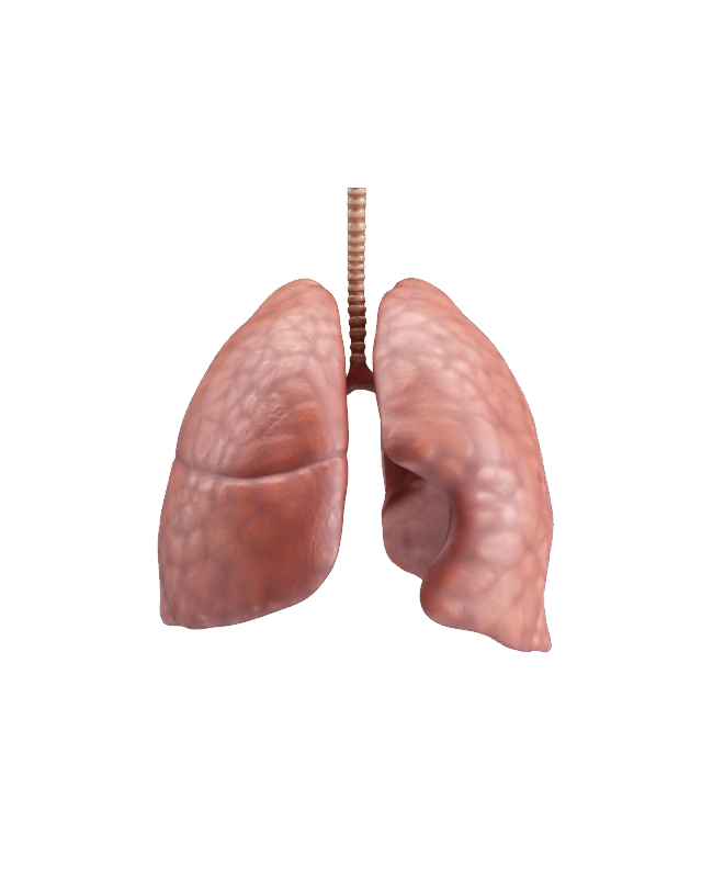 Lungs Transparent Background