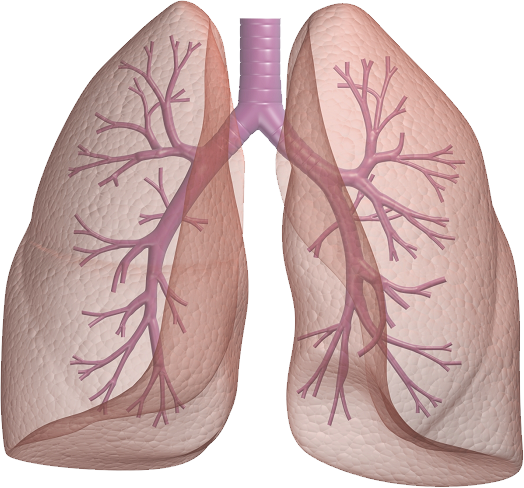 Lungs Transparent File