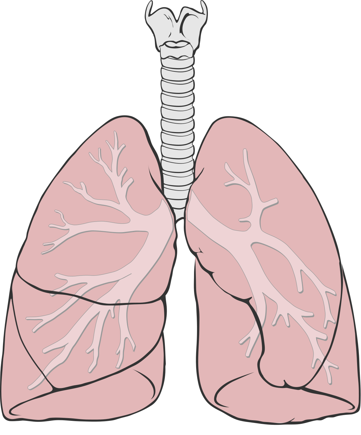 Lungs Transparent Free PNG