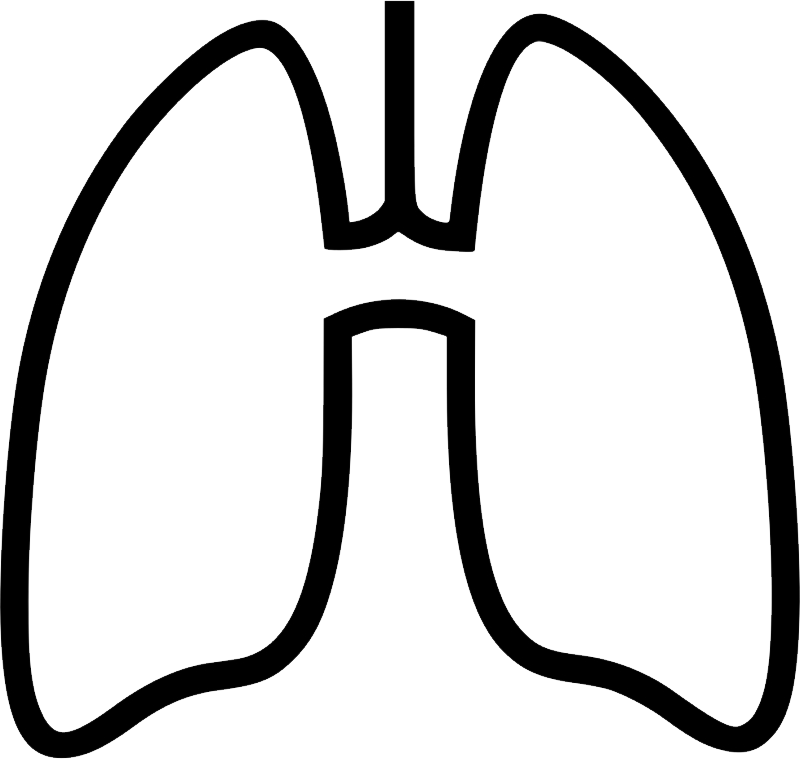 Lungs Transparent Image