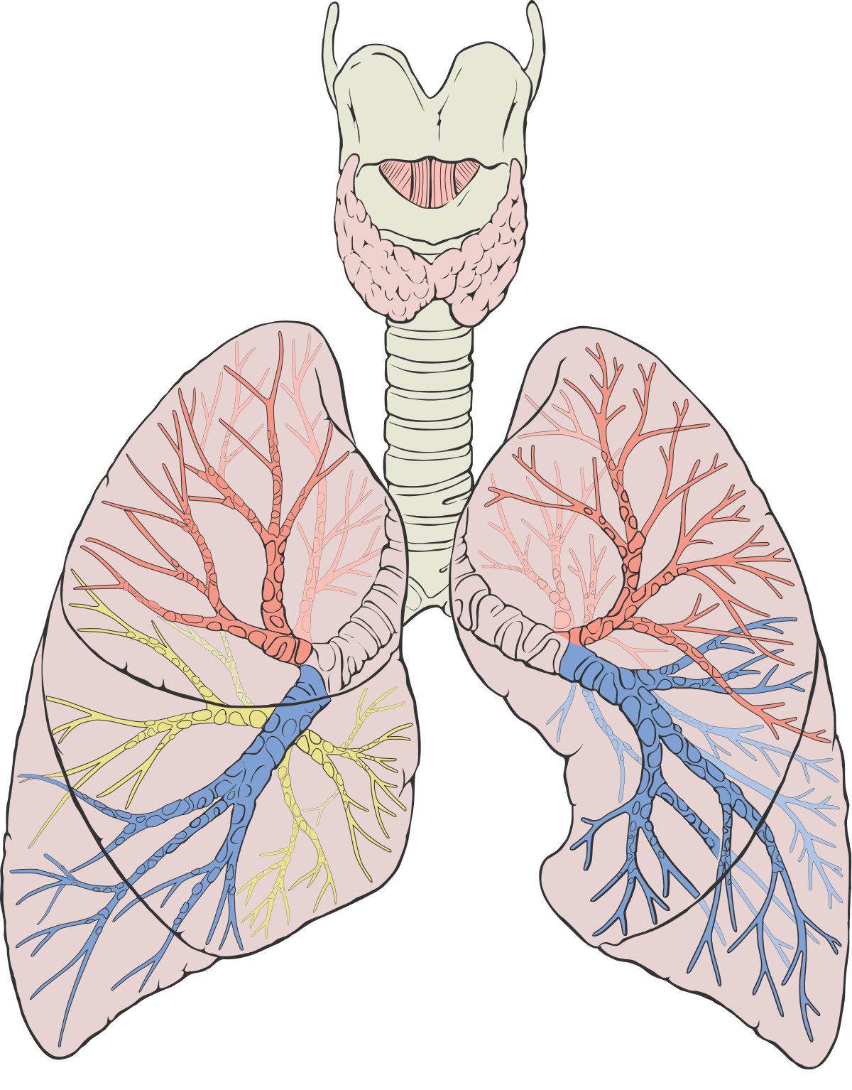 Lungs Transparent PNG