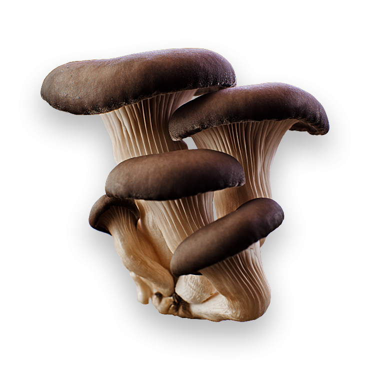 Mushroom Background PNG