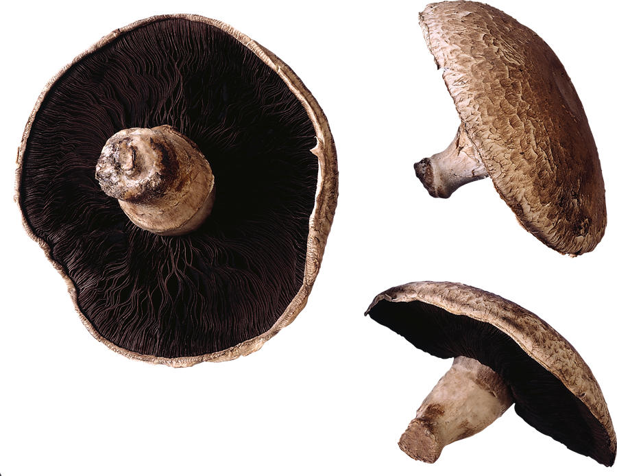 Mushroom PNG Pic Background