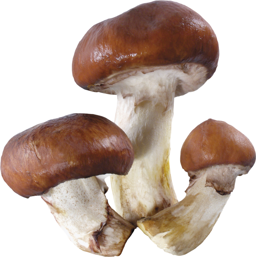 Mushroom Transparent Background