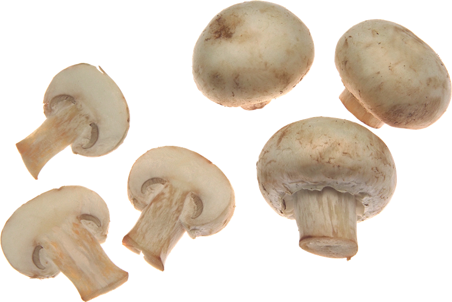 Mushroom Transparent Free PNG