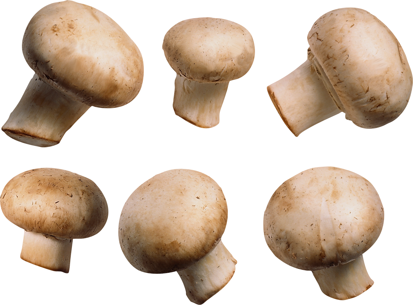 Mushroom Transparent Image