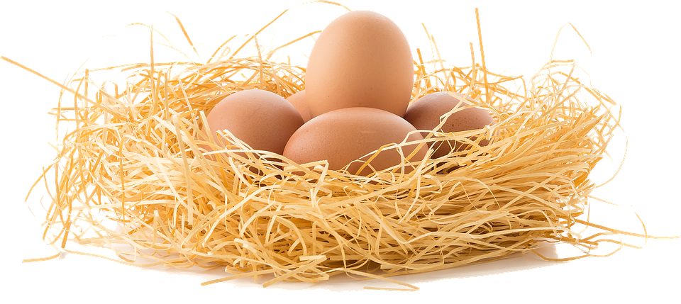 Nest PNG Clipart Background