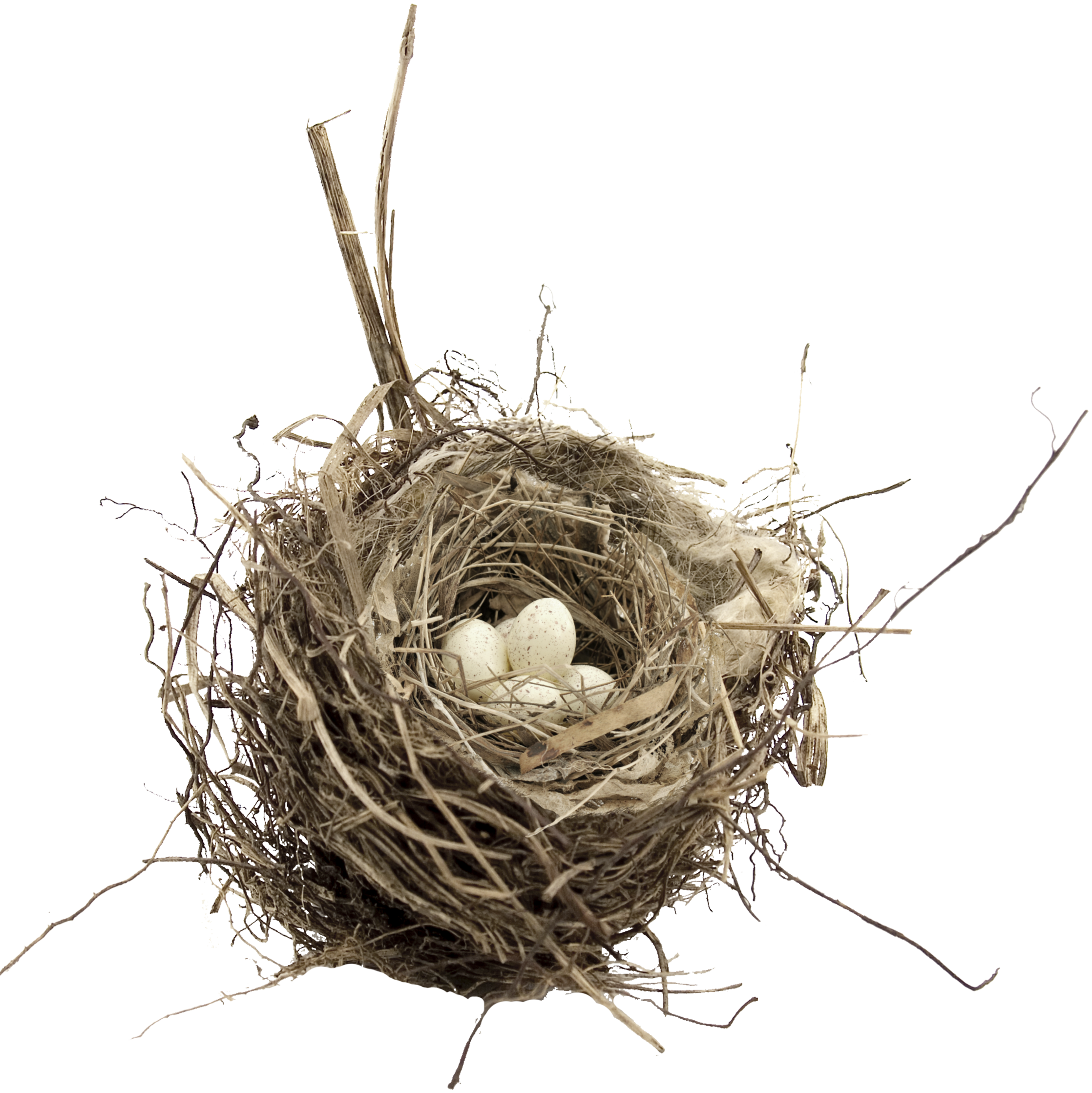 Nest PNG Images HD