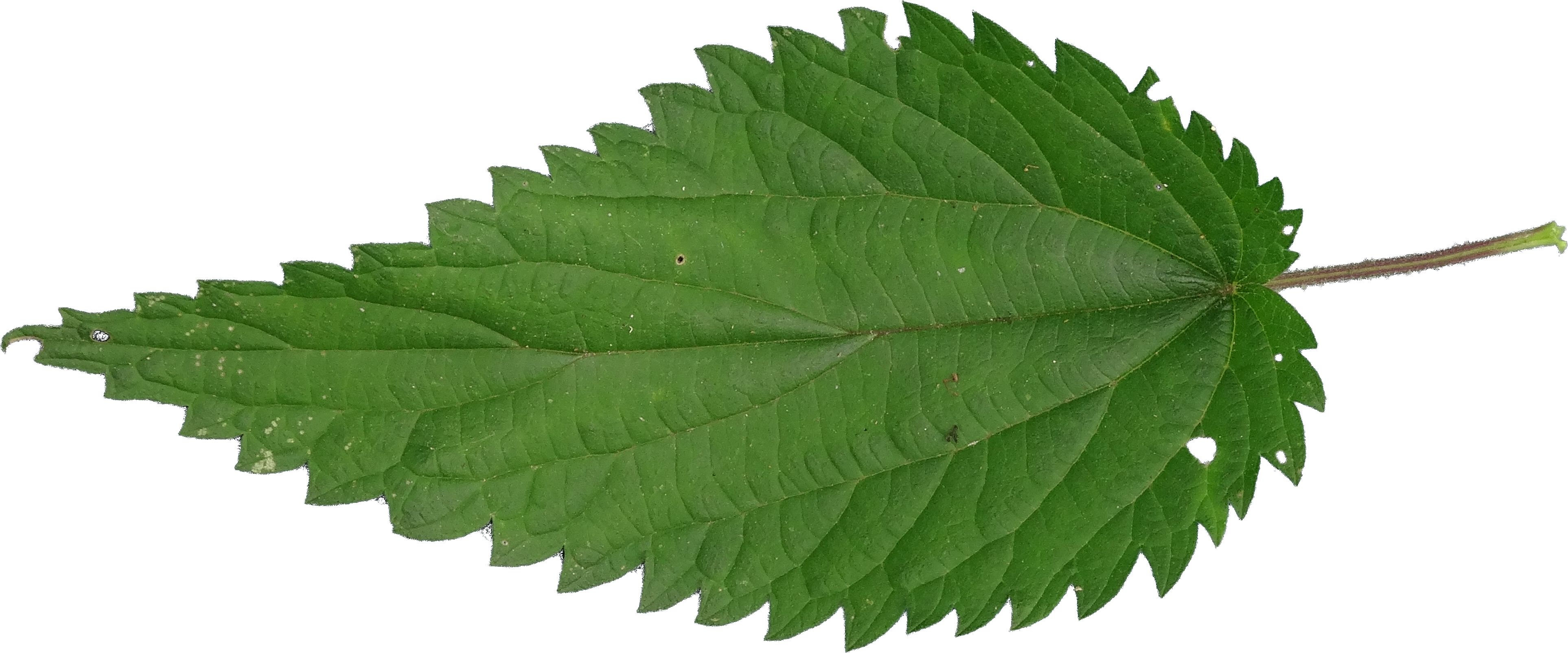 Nettle PNG Background