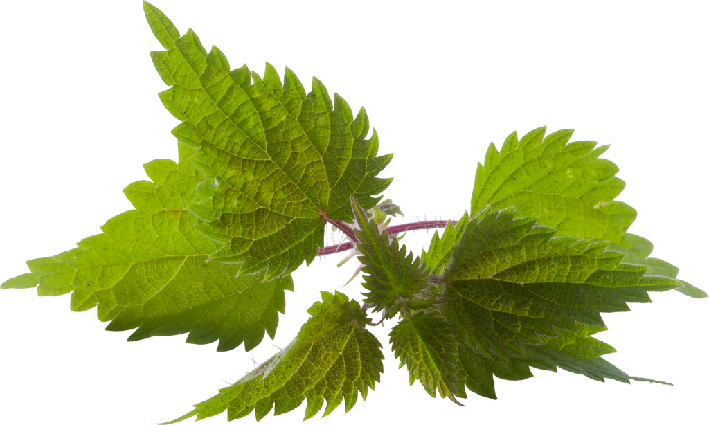 Nettle PNG Clipart Background