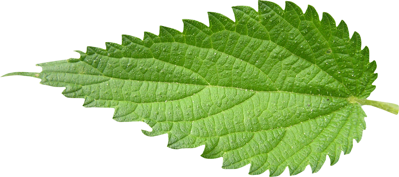 Nettle PNG Free File Download