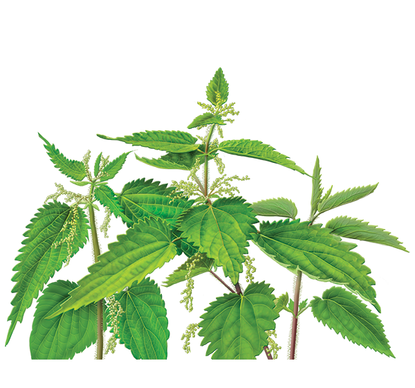 Nettle PNG Images HD