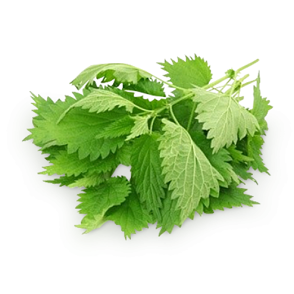 Nettle PNG Pic Background