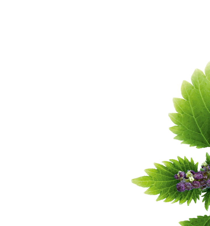 Nettle Transparent Free PNG