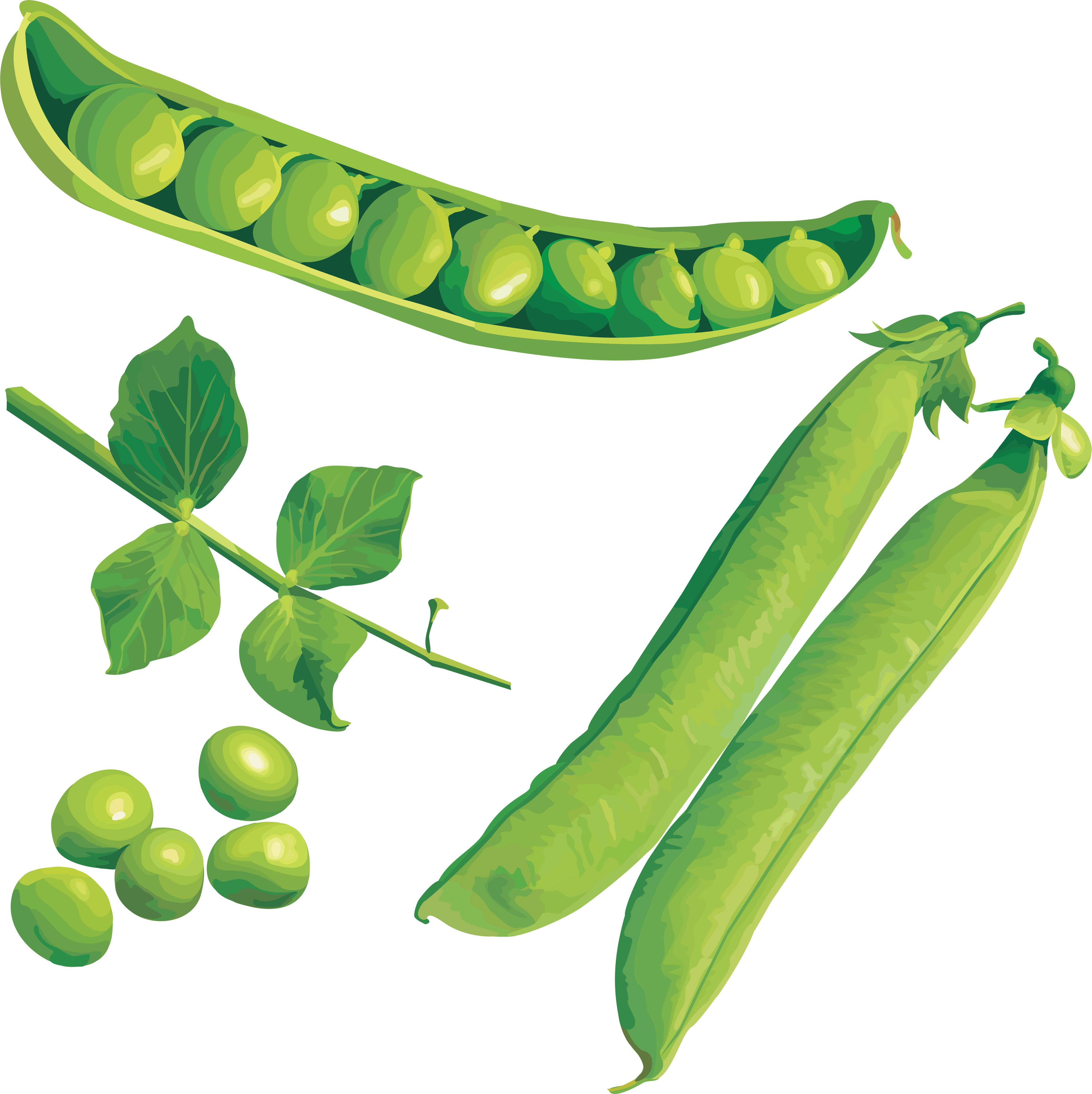 Pea Background PNG Image