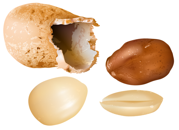 Peanut PNG مجانية تحميل ملف