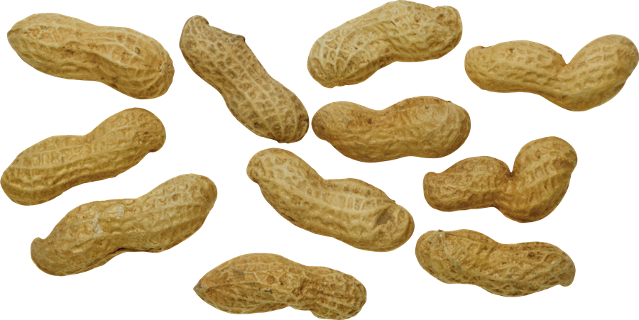 Peanut PNG HD Quality