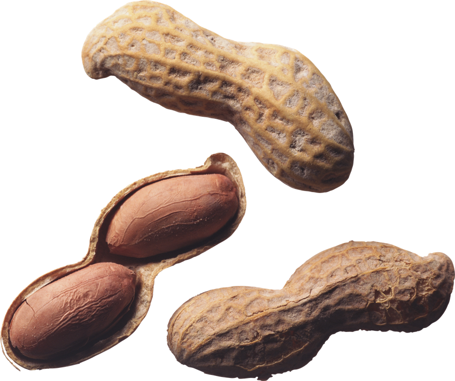 Peanut PNG Pic Background
