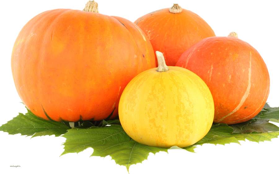 Pumpkin PNG Free File Download