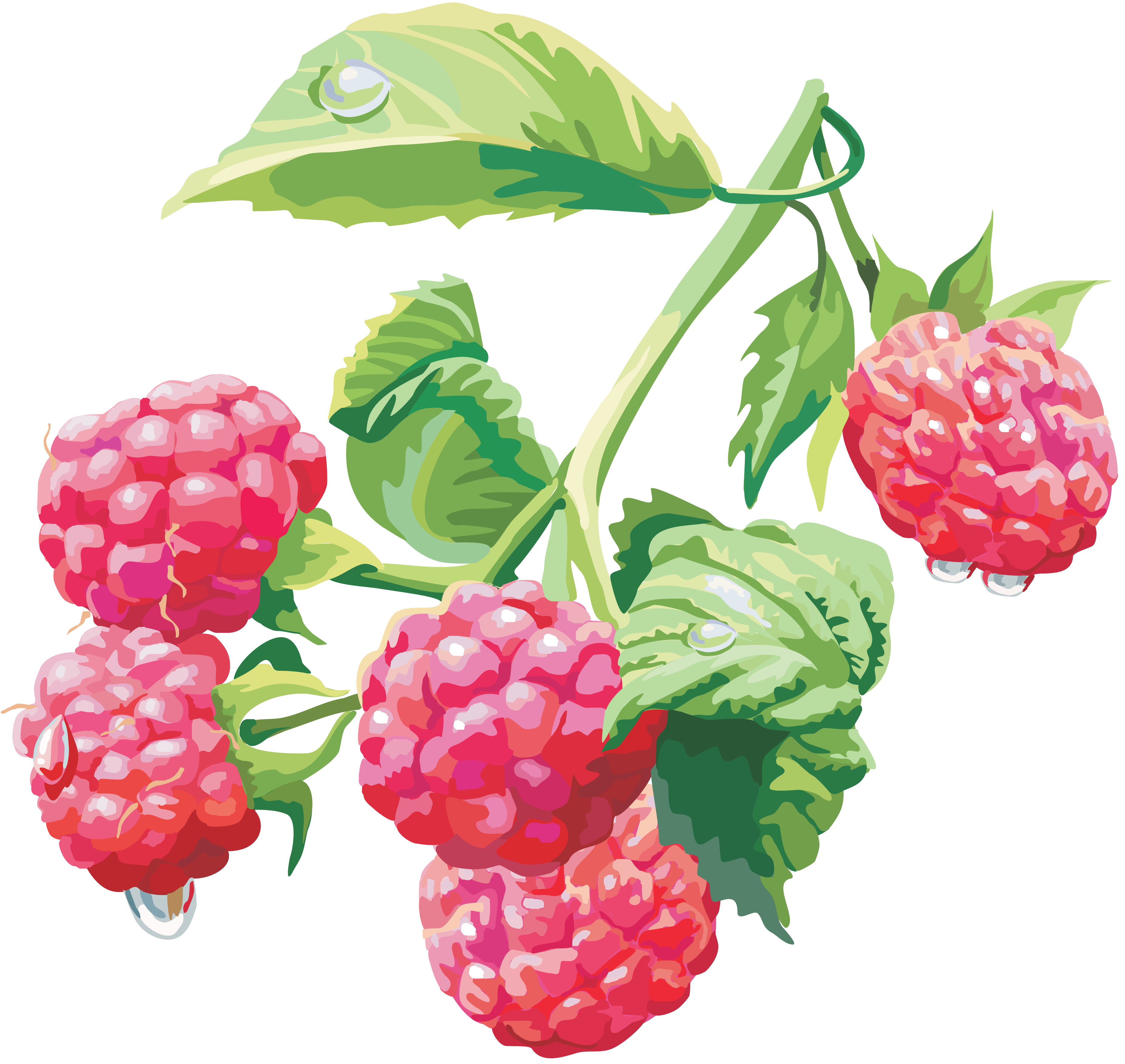 Raspberry Background PNG Image