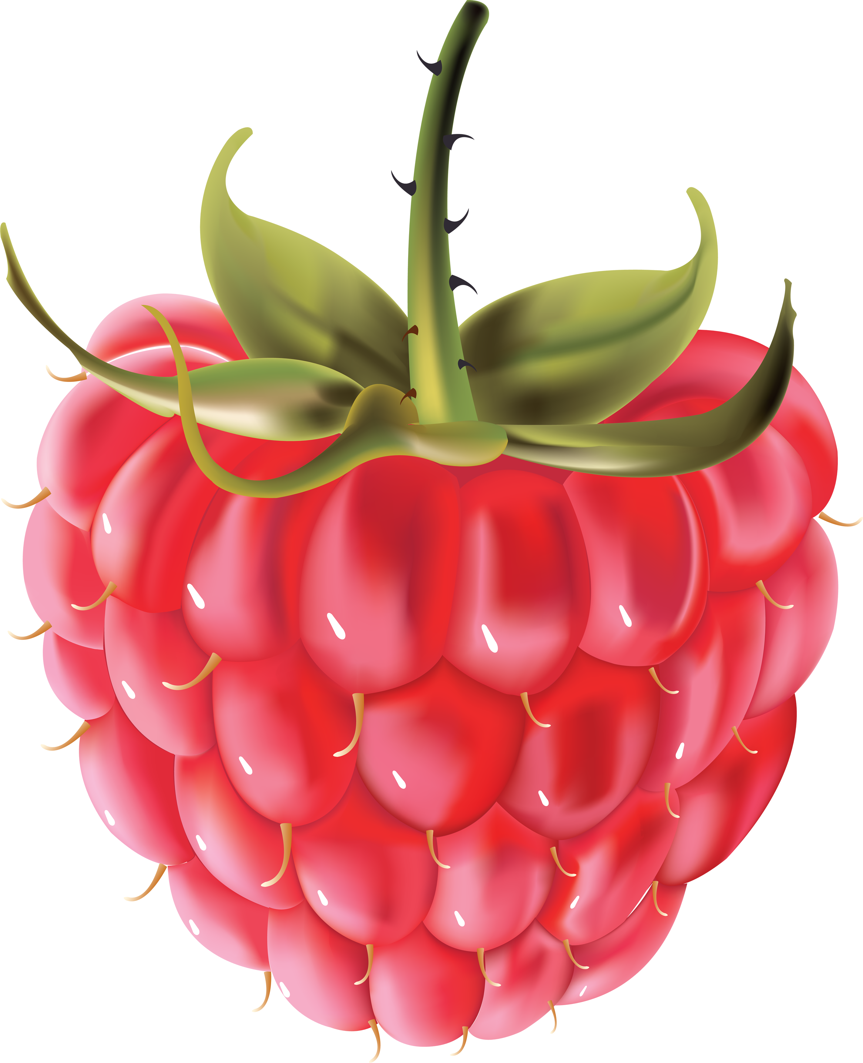 Raspberry PNG Free File Download