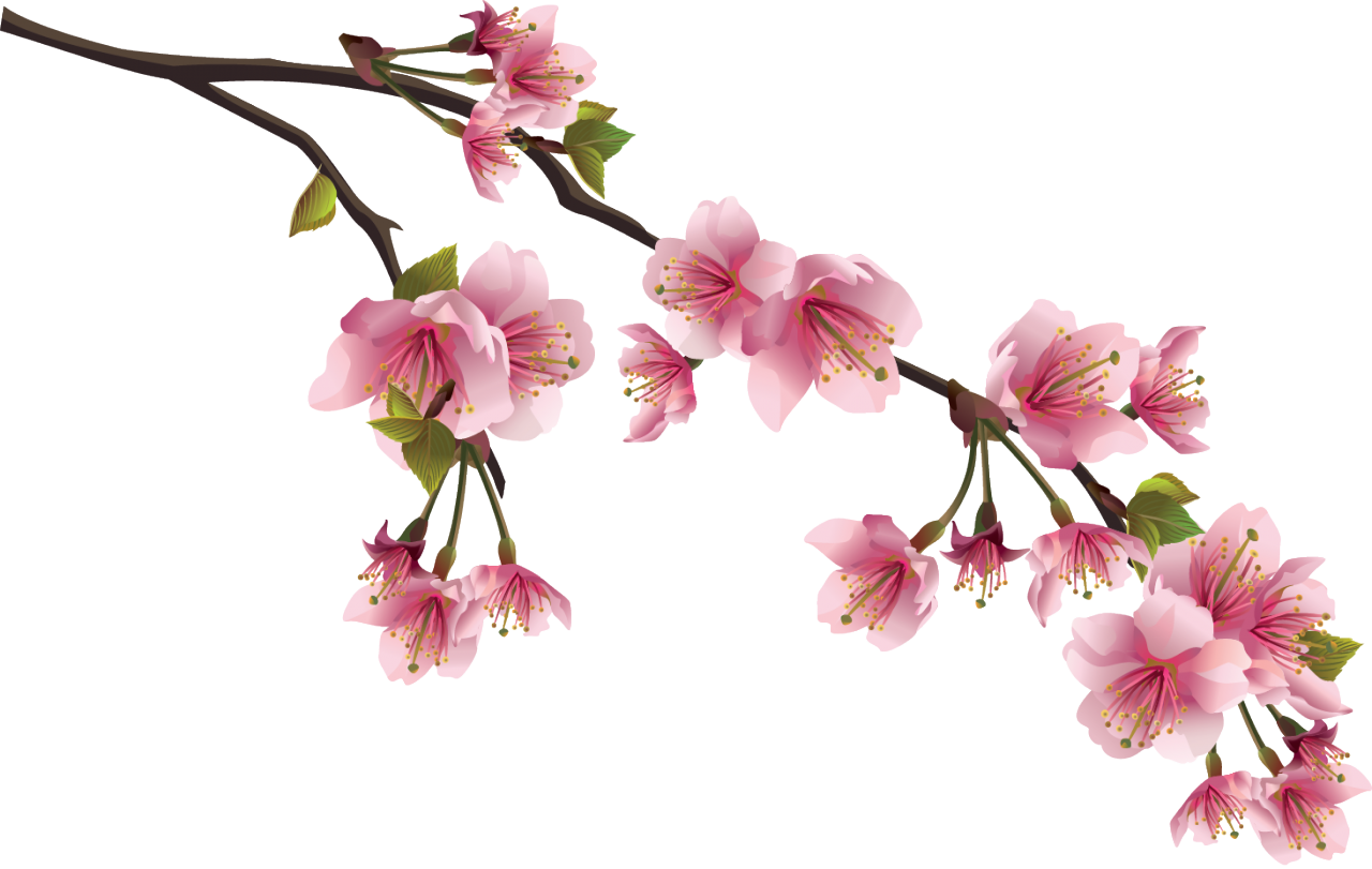 Sakura Background PNG Image