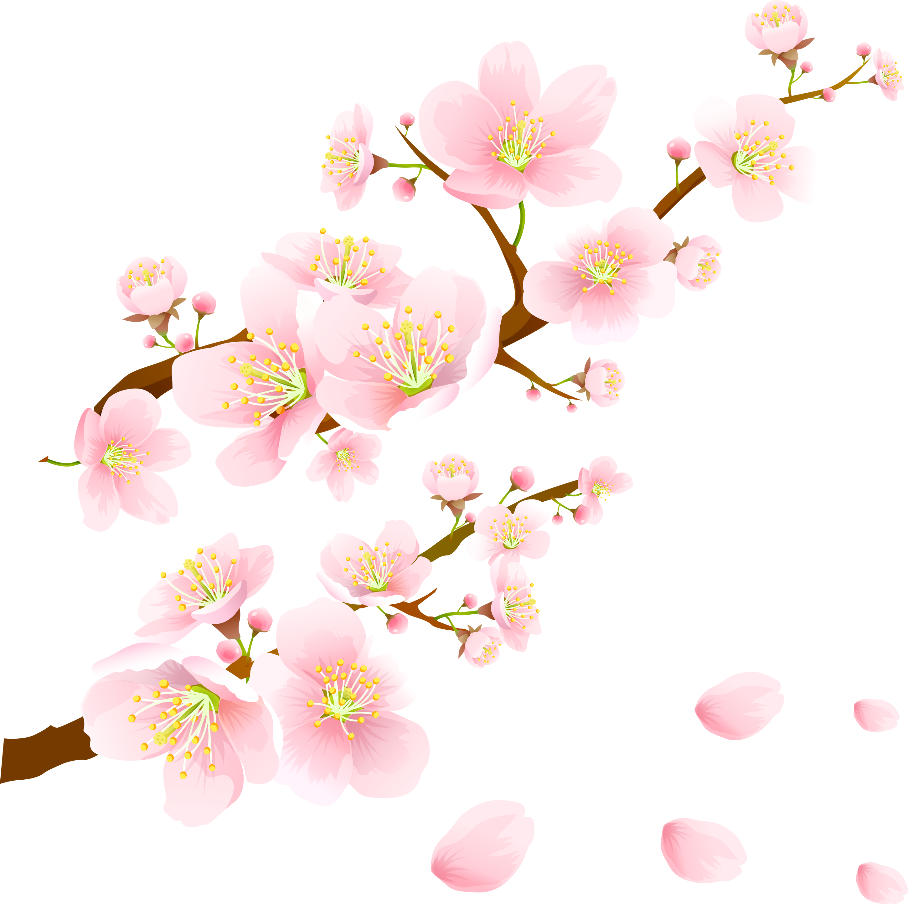 Sakura PNG Background