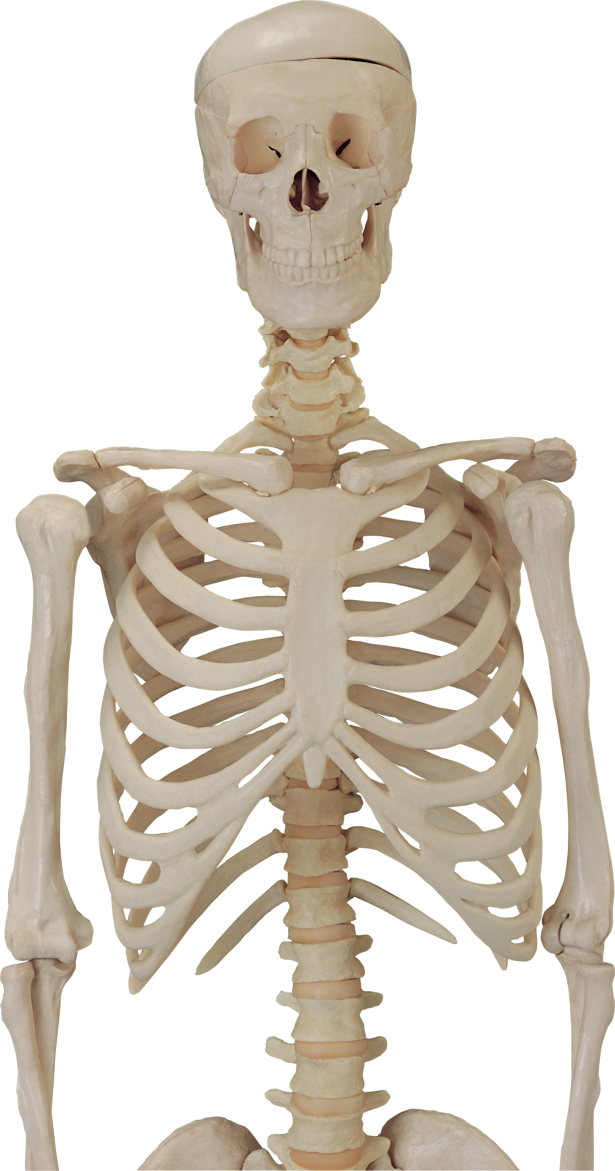 Skeleton Free PNG