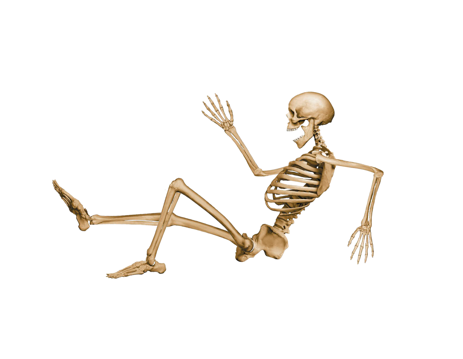 Skeleton No Background