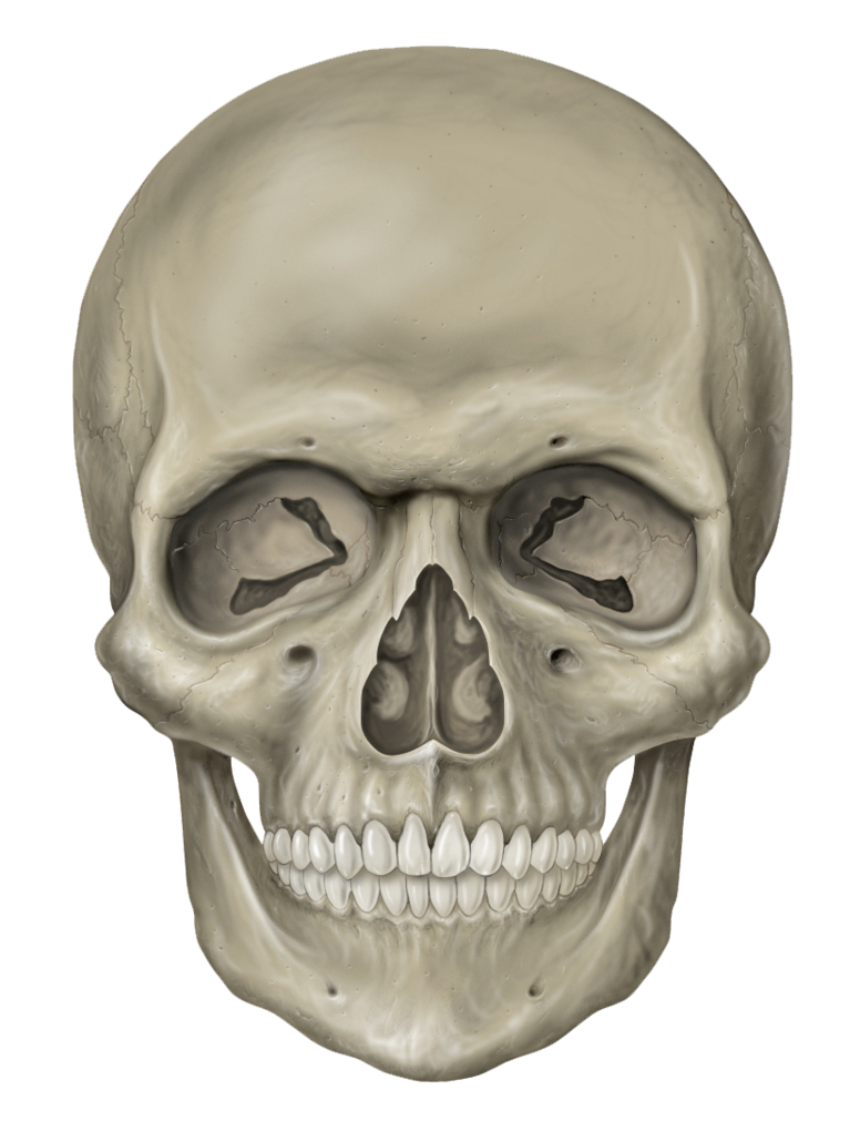 Skeleton PNG Photo Image