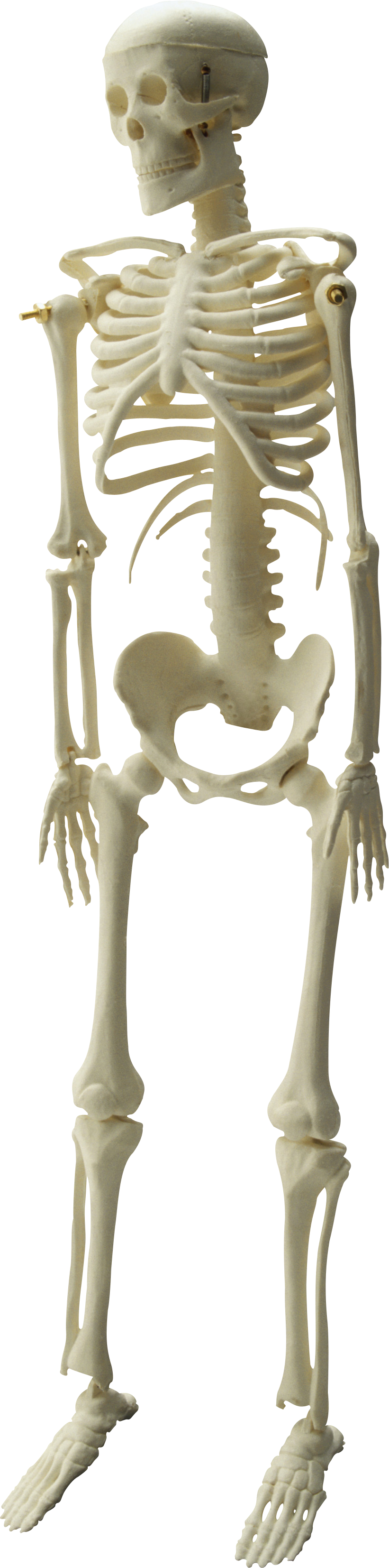 Skeleton PNG Photos