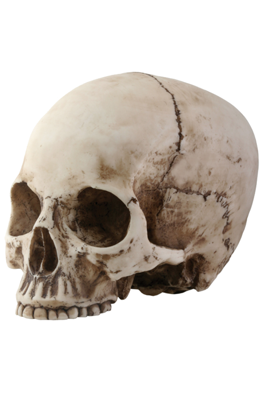Skeleton PNG Pic Background