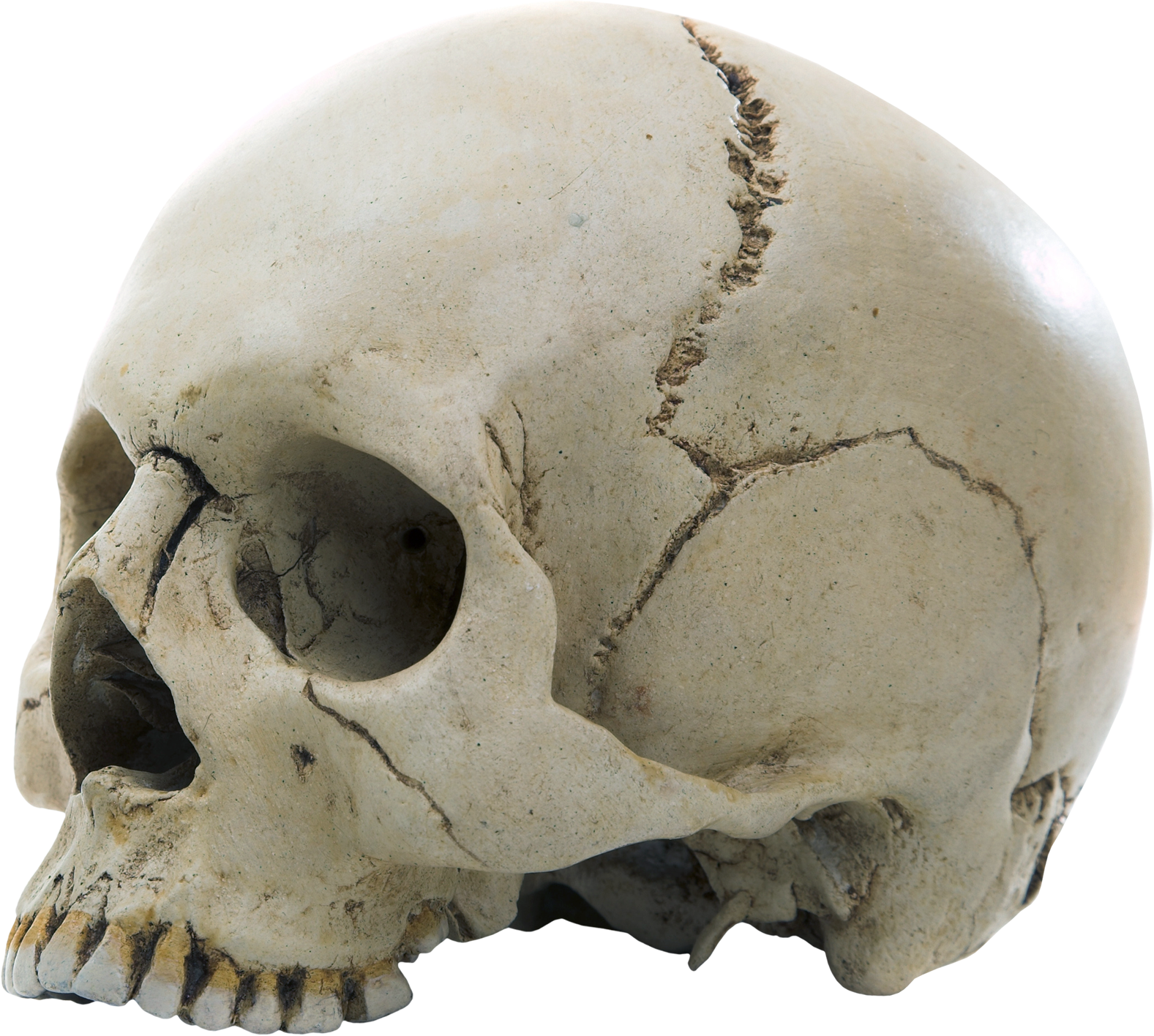 Skull Background PNG Image